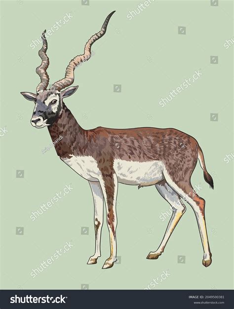 Drawing Black Buck Wild Animals Beautifulartillustration Stock Vector ...