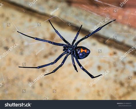 13,796 Spider Black Widow Images, Stock Photos & Vectors | Shutterstock