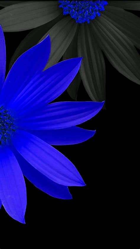 Blue Daisy | Daisy wallpaper, Flower wallpaper, Trendy wallpaper