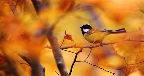 Bird And Flowers Fall Wallpapers Autumn Wallpaper 4k - vrogue.co