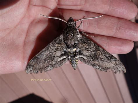 Carolina sphinx Manduca sexta (Linnaeus, 1763) | Butterflies and Moths of North America