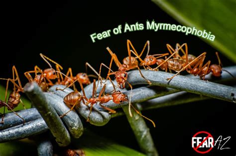 Fear of Ants - Myrmecophobia