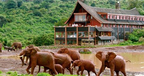 3-Days Aberdares & Sweetwaters Ol Pejeta Chimpanzee Sanctuary Private Safari by Gracepatt ...