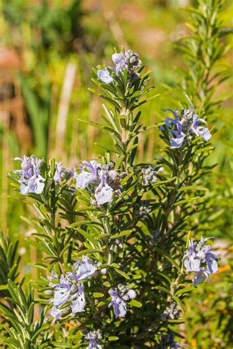 Detail Of Blooming Rosemary In A Garden Stock Photo - Image of pharmacy ...