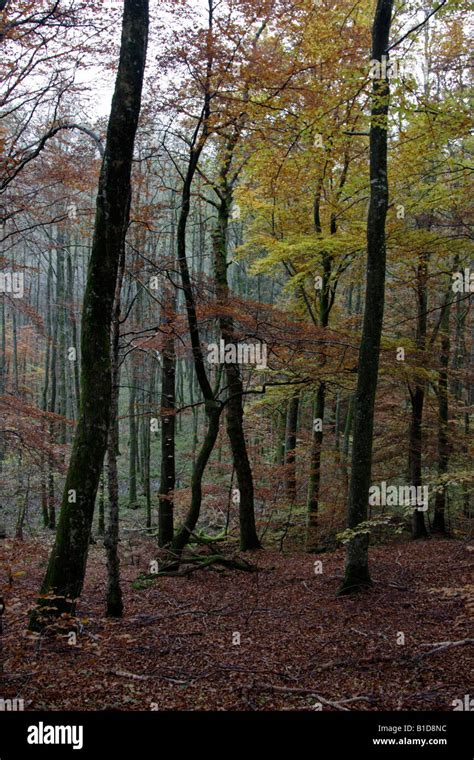 Autumn colours in the forest Stock Photo - Alamy