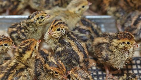 Breeding Quails: 8 Easy Steps + Everything You Need To Know - My Pet BLOG