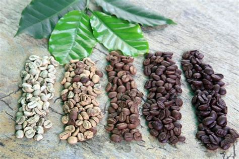 Coffee Roasting – knowing your roast levels - Coffee Mill