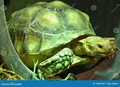 A Green Tortoise stock image. Image of ayora, ancient - 138921667