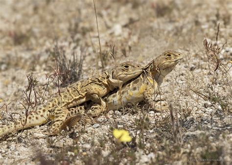 20170502a_0194_Blunt-nosed Leopard Lizard | Mating rituals i… | Flickr