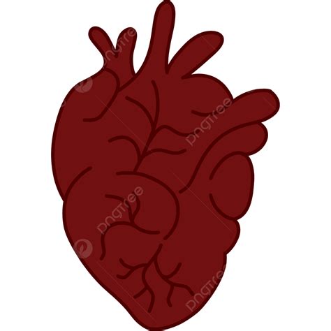 Heart Human Anatomy, Heart, Anatomy, Human Heart PNG Transparent Clipart Image and PSD File for ...