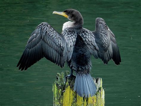 Juvenile Double-crested Cormorant Photograph by Joe Meche