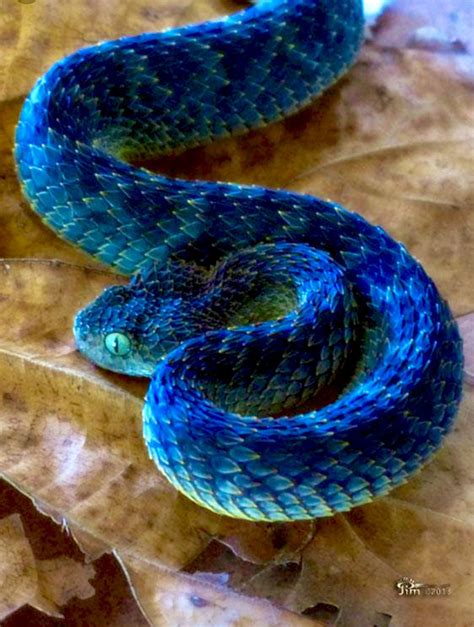 Blue leaf viper | Poisonous snakes, Pet snake, African bush viper