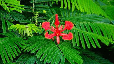 Gulmohar Plant: Buy Gulmohar plant online in Pakistan - Bagh.pk