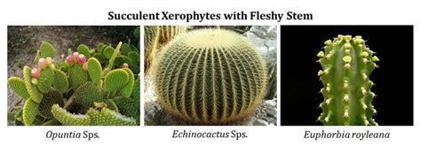 Ecological Adaptations of Xerophytes (PPT) | EasyBiologyClass