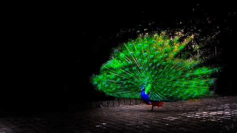 Peacock Bird Wallpaper – Cute Wallpapers 2024