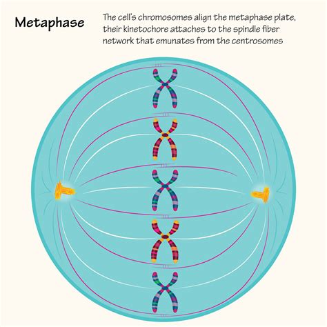 Metaphase of cell division 11972456 Vector Art at Vecteezy