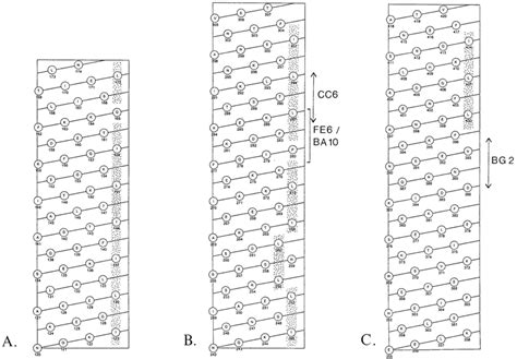 Leucine zipper motifs found in p50. The leucine zipper-containing parts ...