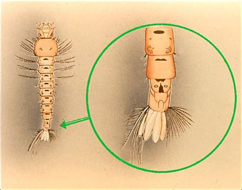 Anopheles Larvae Youtube