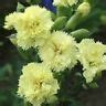 30+ CARNATION GRENADIN YELLOW EVERGREEN PERENNIAL FLOWER SEEDS / SCENTED / GIFT | eBay