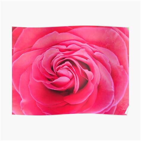 "Fibonacci Rose" Poster by stellrmel | Redbubble