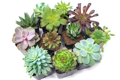 Succulent Plants Online