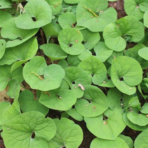 Wild ginger (Asarum canadense) Seeds – Wild Seed Project