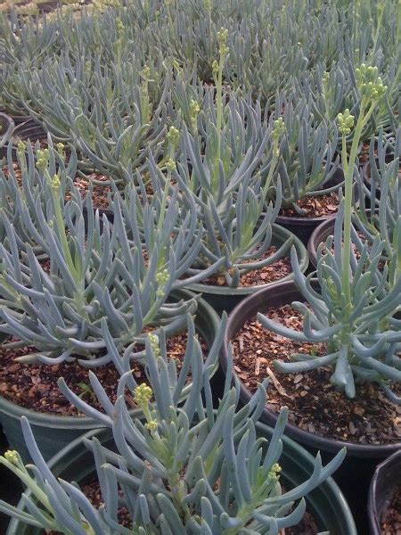 Photo #41096 | Senecio serpens 'Dark Blue' | plant lust