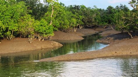 Sundarban Wildlife Photography Tour - 3 Nights 4 Days