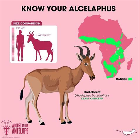 Hartebeest "Alcelaphus buselaphus" - LEAST CONCERN Fun Facts About Animals, Animal Facts ...