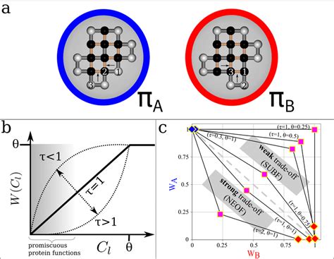 6: Biophysical model of protein evolution. (a) Prototype sequences π A... | Download Scientific ...