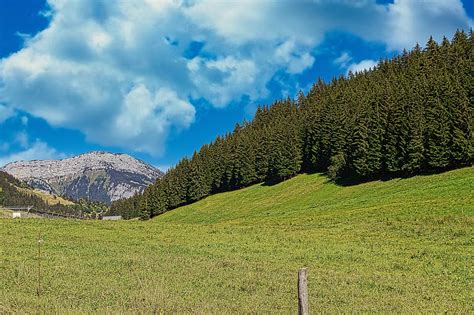 Mountain Rhone-Alpes Fir Trees - Free photo on Pixabay - Pixabay