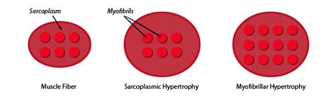 Myofibrillar vs. Sarcoplasmic Hypertrophy: Think Small, Get Big!