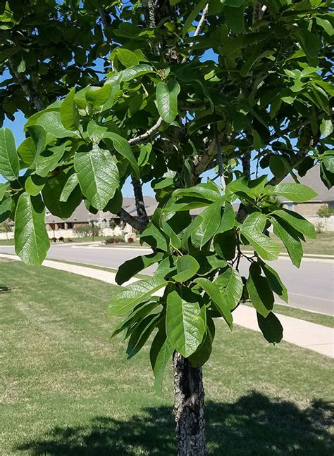 Chinquapin Oak (Quercus muehlenbergii) | LAWNS Tree Farm