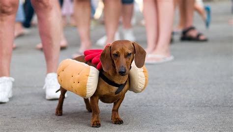 10 Best Wiener Dog Costumes For Halloween [PICTURES] - DogTime