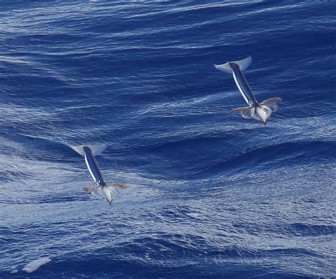 Birding Poole Harbour & Beyond: 15 Apr 18 - Atlantic Odyssey - Day Seventeen: At Sea From ...