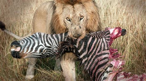 Lion hunt and eat Zebra alive in Africa - YouTube