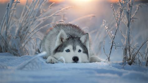 Husky Dog Is Lying Down On Snow In Sunrays Background HD Dog Wallpapers ...