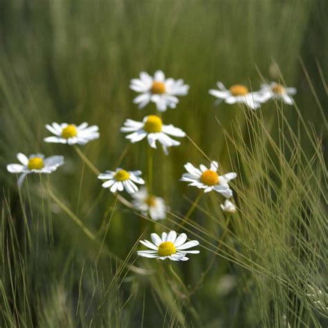 Chamomile Flower Meaning in the language of flowers - SimplyBeyondHerbs