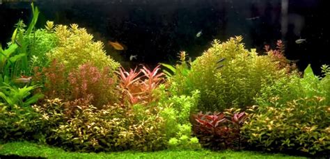 Low Light Aquarium Plants - Aquariuman