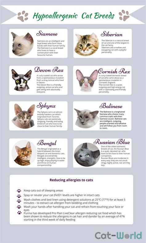 8 Hypoallergenic Breeds of Cat | Cat-World