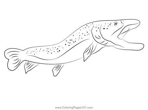 Brown Trout Triple Trout White Coloring Page for Kids - Free Trouts Printable Coloring Pages ...