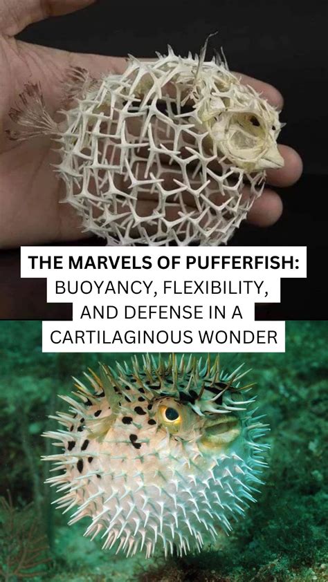 The Marvels of Pufferfish: Buoyancy, Flexibility, and Defense in a ...