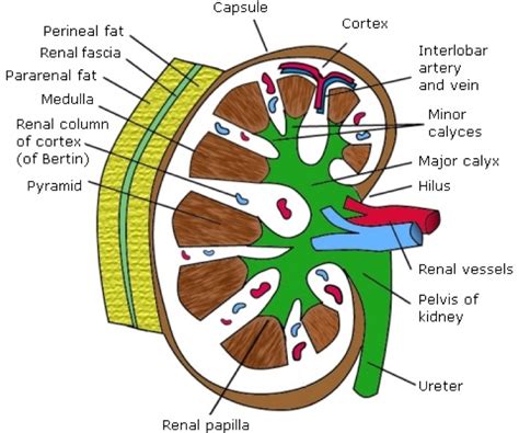 Kidney Structures | Learn Surgery Online