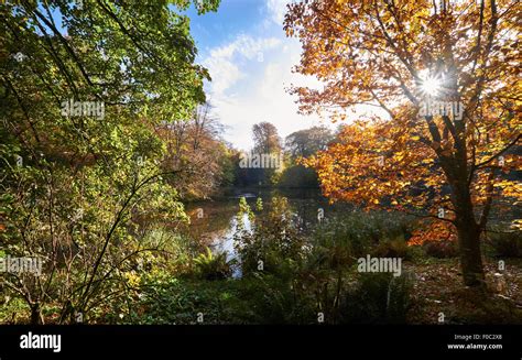 Autumn in English woodlands in the UK Stock Photo - Alamy