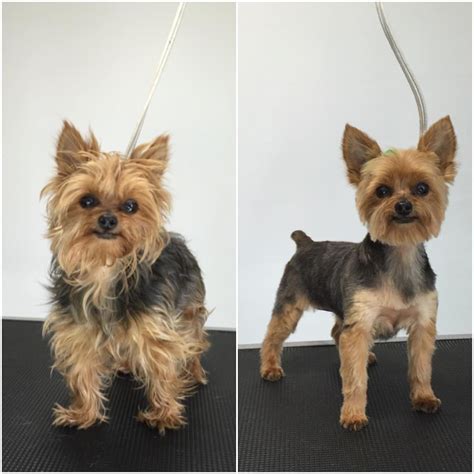 Male Yorkie Poo Haircuts Styles Pictures - Pets Lovers