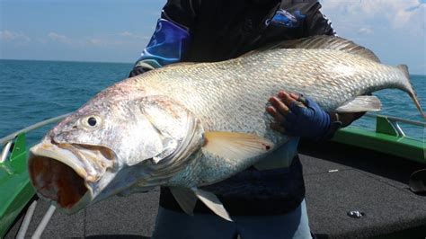 Queensland black jewfish fishing ban in place until next year, says Mark Furner | The Cairns Post