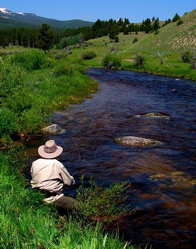 Rocky Mountain Timberlands: The Best Montana Fly Fishing Rivers