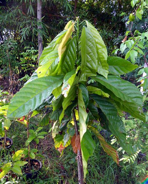 Growing Cocoa tree | Cocoa plant | Health Benefits of Cocoa | Cocoa ...