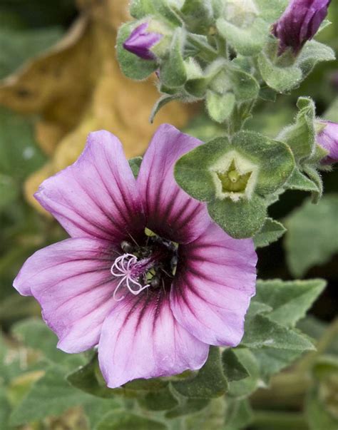 Lavatera arborea - Mallow - Tree Mallow - New York Plants HQ