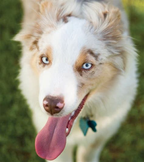 Australian Shepherd | Central Texas Veterinary Specialty & Emergency Hospital